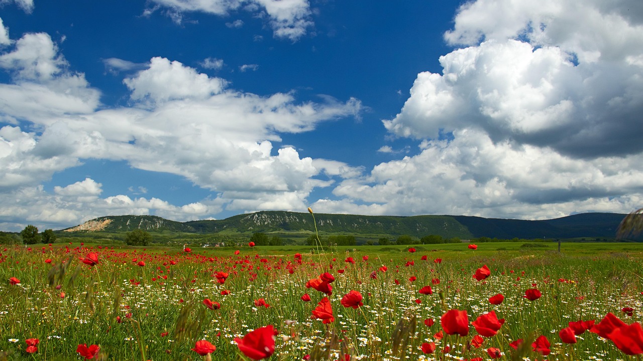 découvrez tout ce qu'il faut savoir sur la menstruation : cycle menstruel, symptômes, astuces bien-être et conseils pour mieux vivre cette période. informez-vous sur les produits adaptés et brisez les tabous autour de ce phénomène naturel.