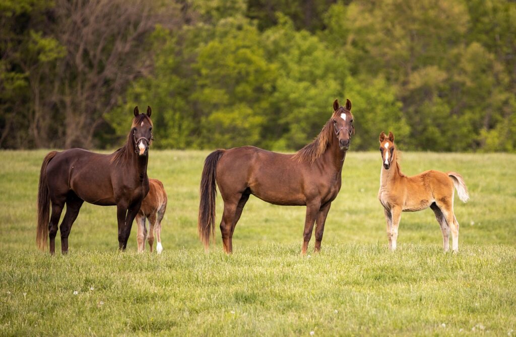 découvrez l'univers fascinant de la technologie équine, où innovations et avancées scientifiques transforment le bien-être des chevaux et optimisent les performances. plongez dans les dernières solutions numériques, équipements intelligents et meilleures pratiques pour faire progresser le monde équestre.